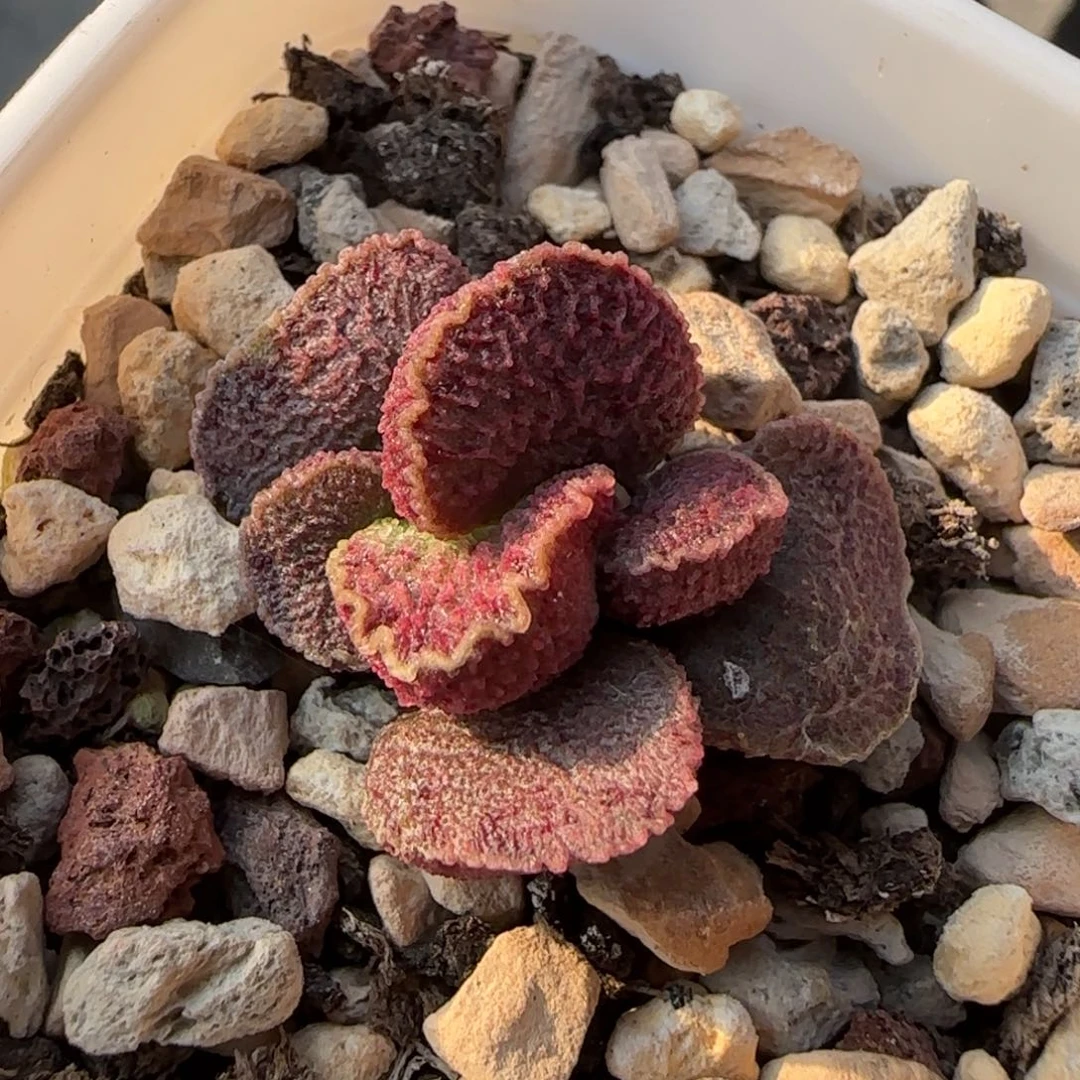 380号水泡多肉火凤凰控型多肉