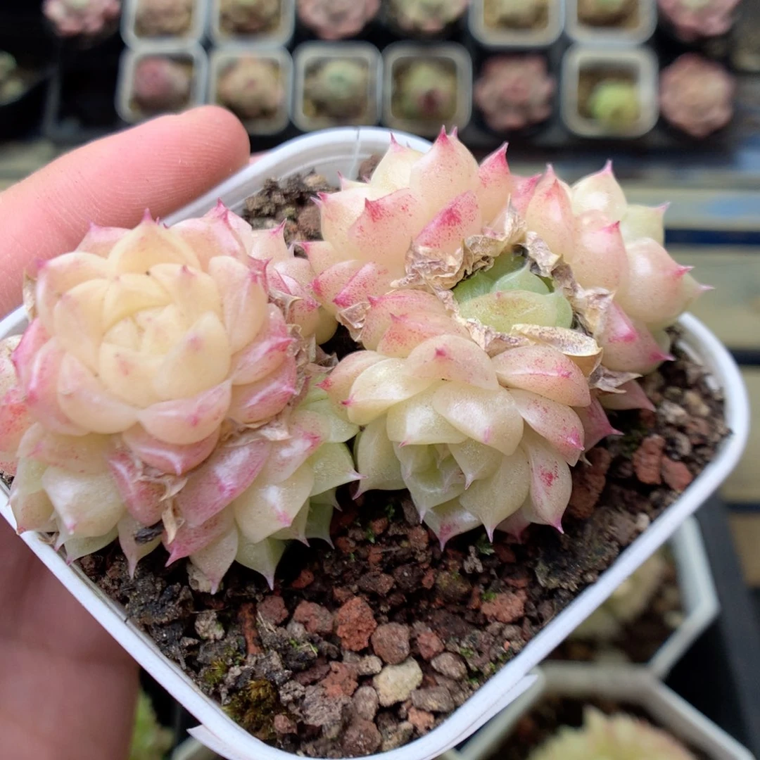 X199两群，20包邮两天凑单偏远不发货