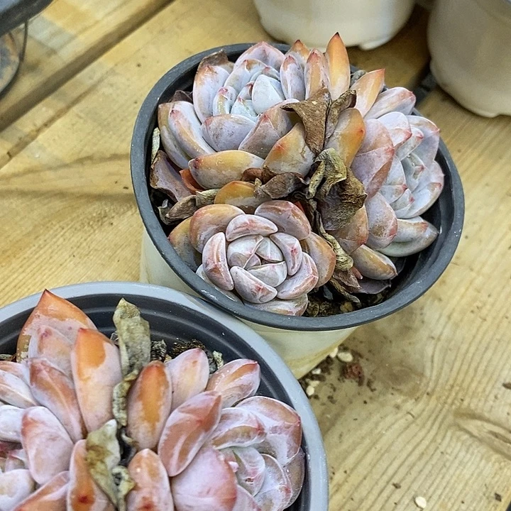 石榴籽多头2盆发货