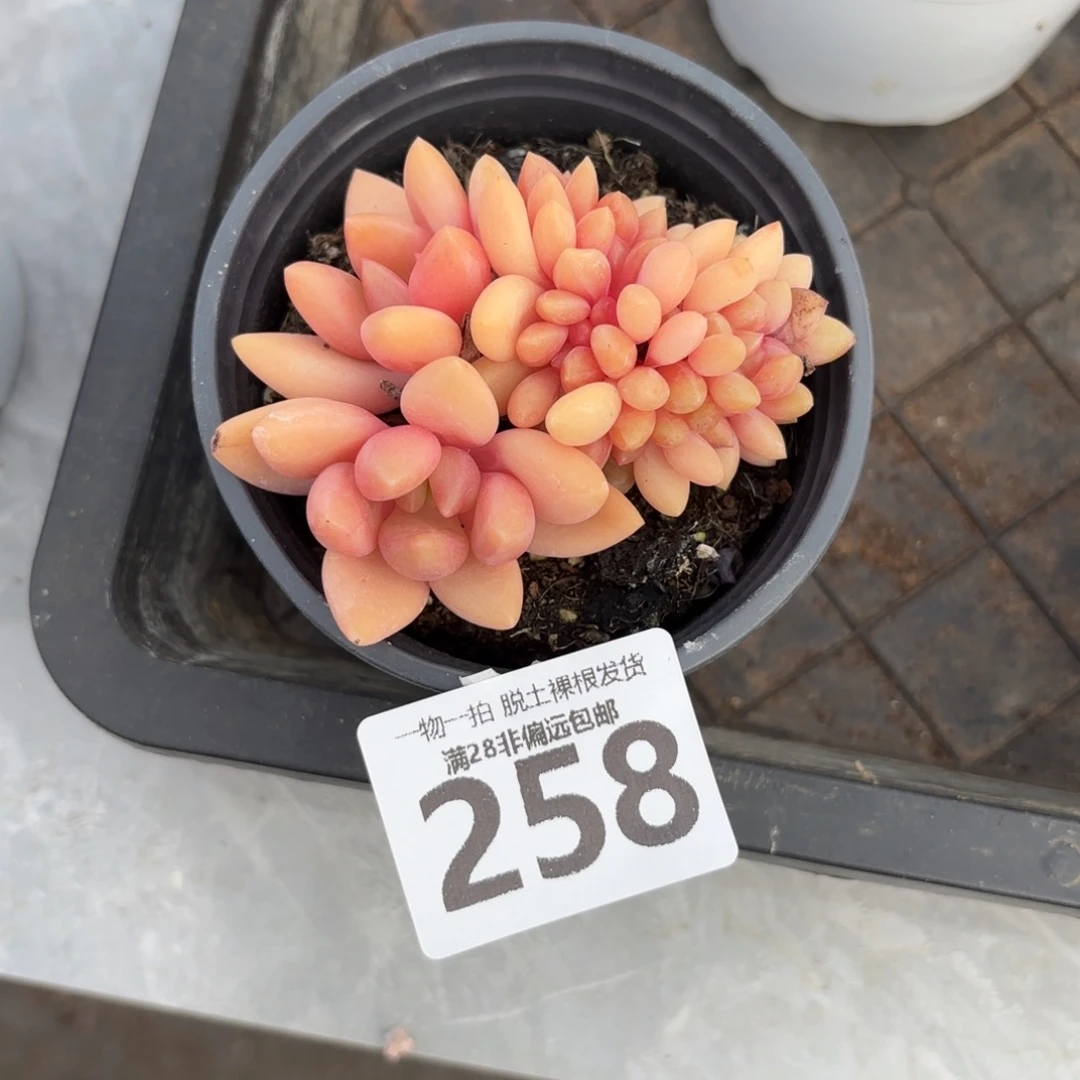 桃花源缀化无盆土发货