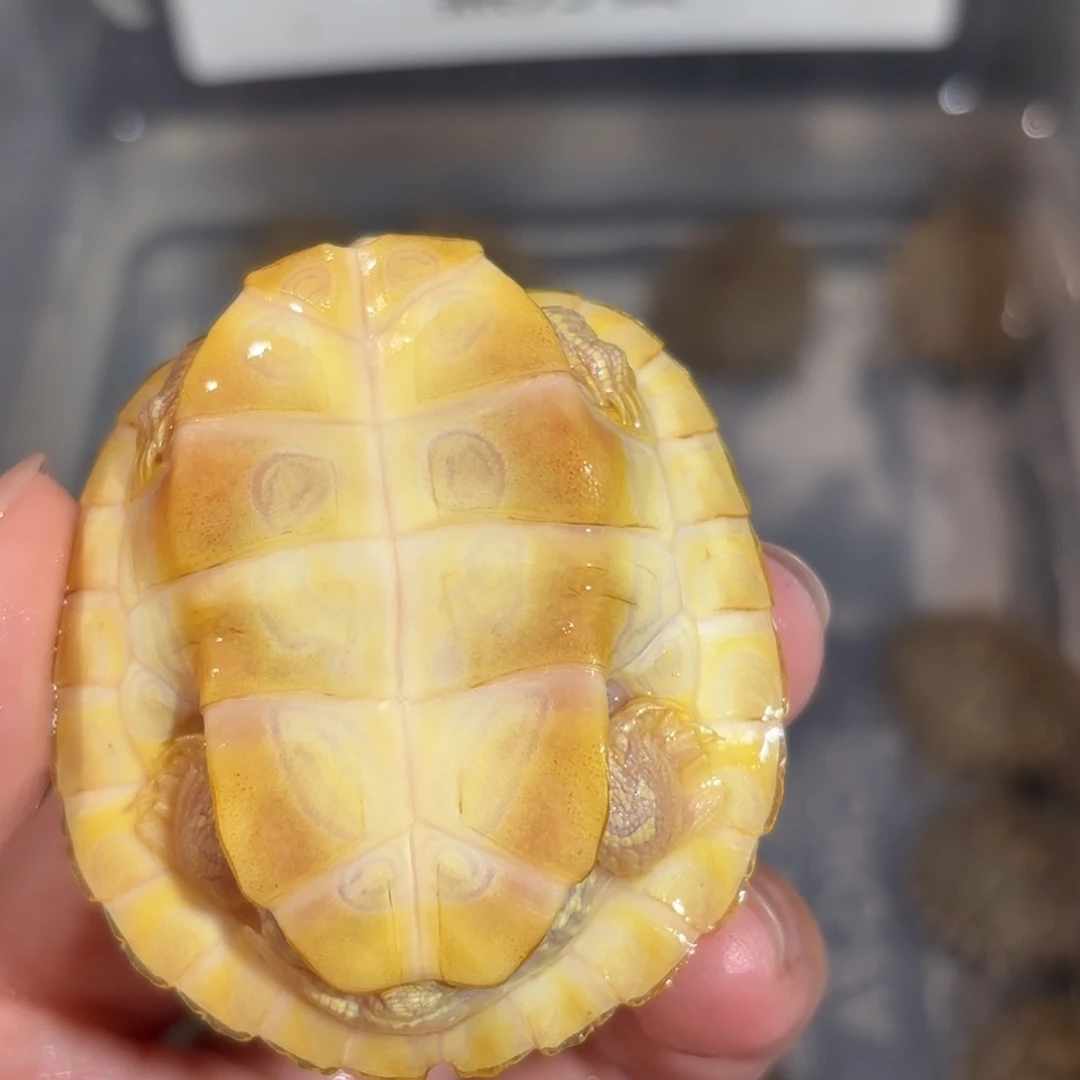 宠物龟不分公母全品白巴