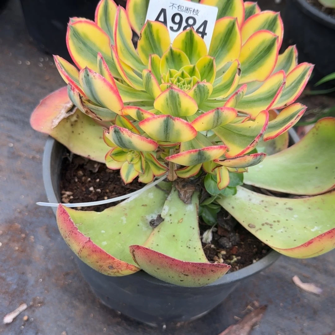 闲***鹤精品多肉植物000984