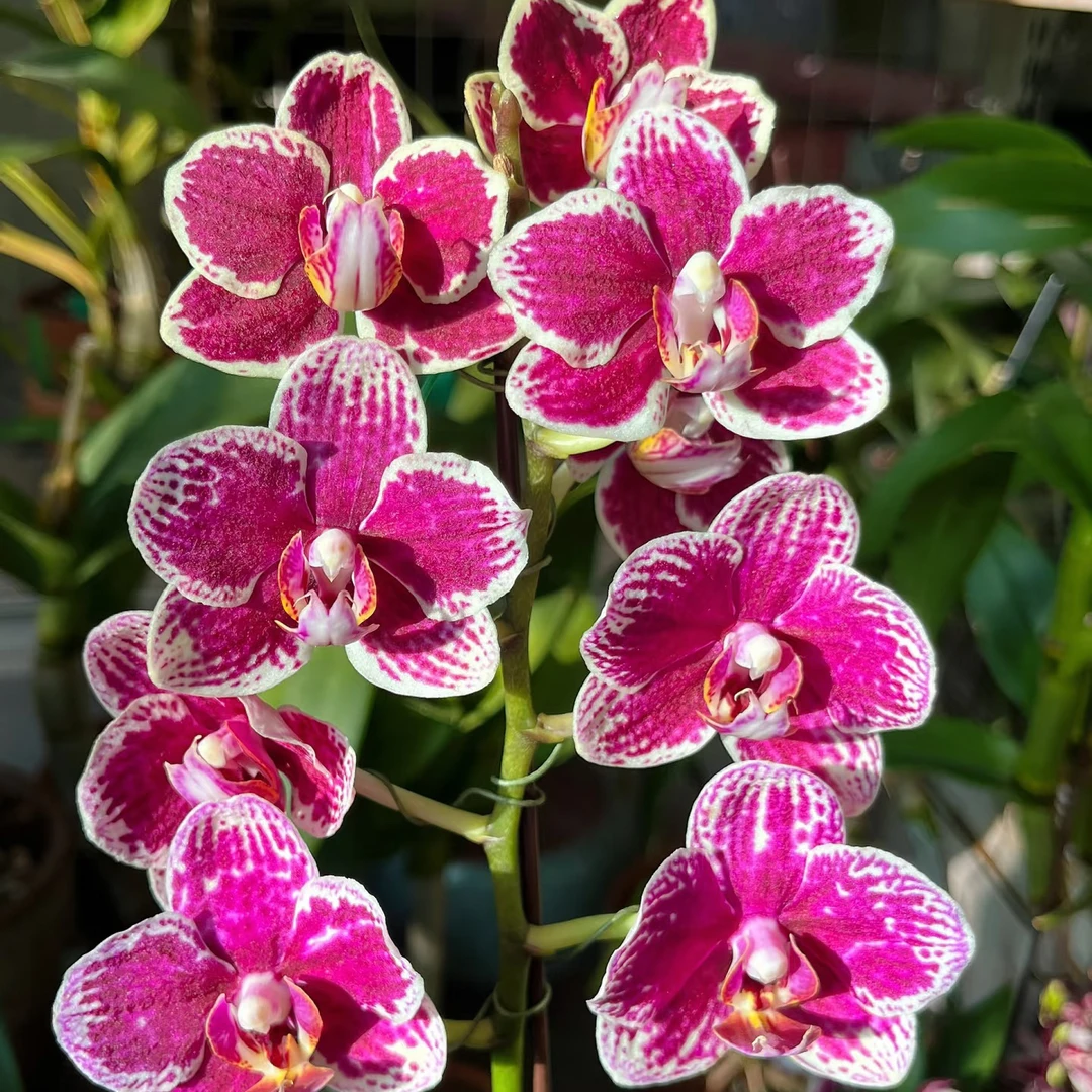 02【可乐】欧品高端爆款蝴蝶兰