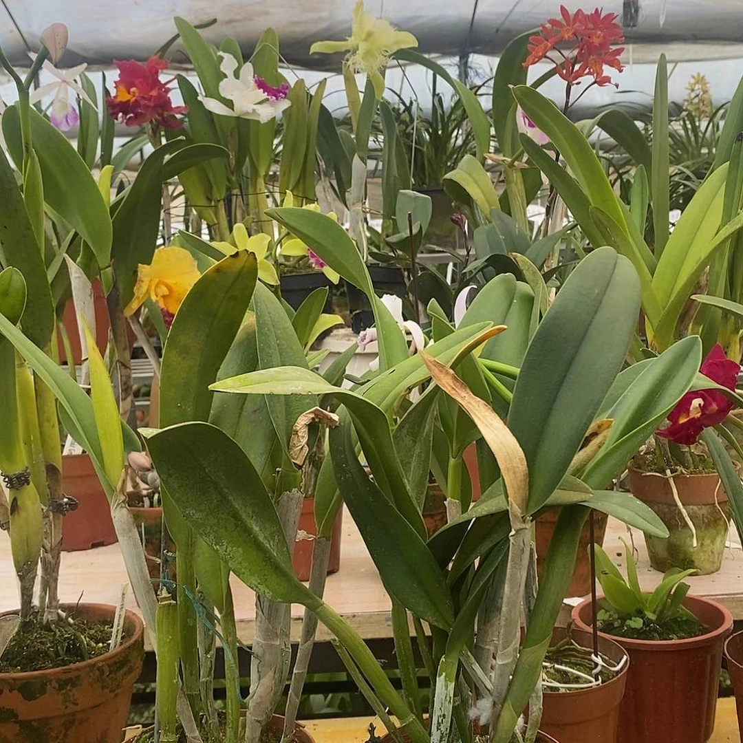 当前无花栽培后可以开花深****方苹果派