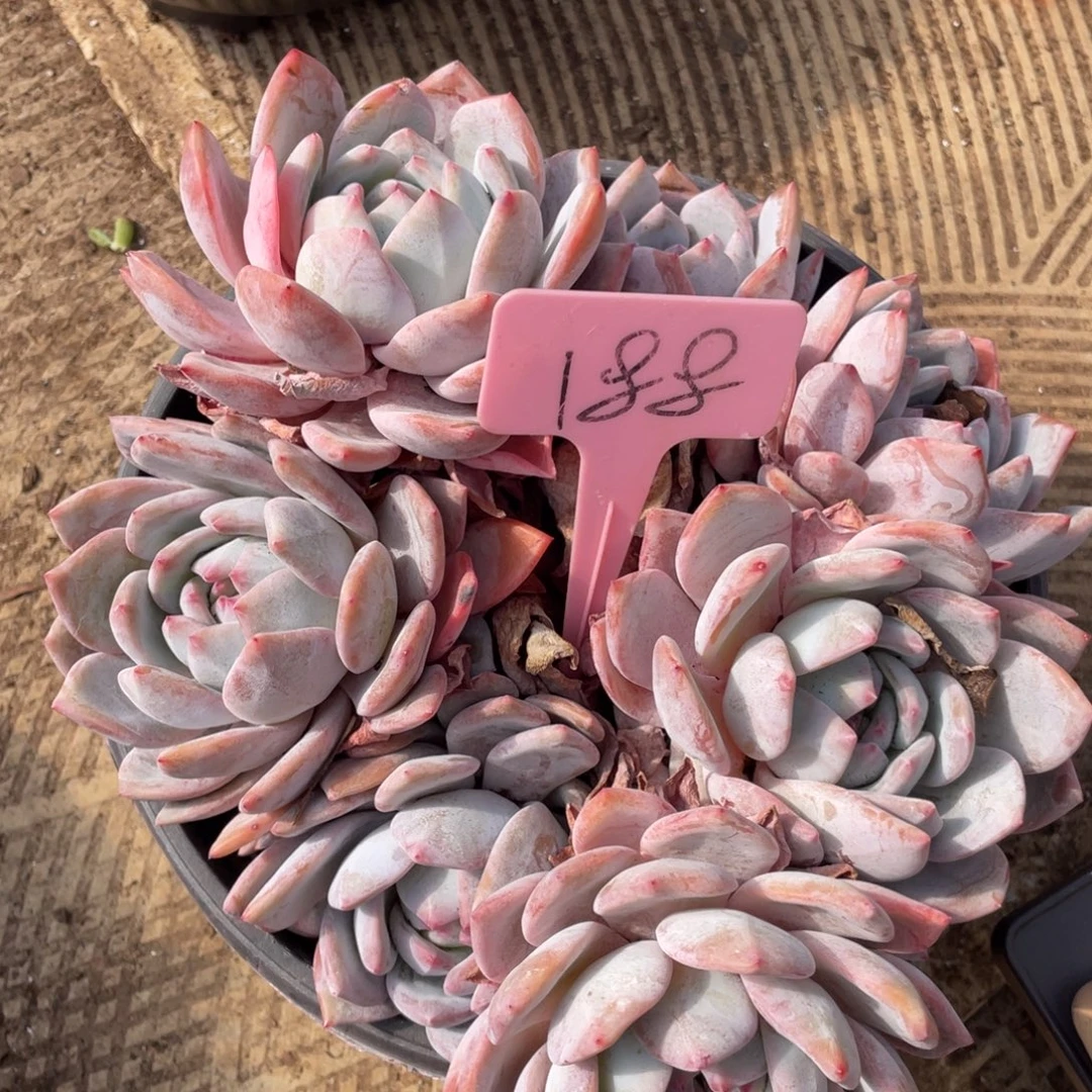 Y****星影多头群生188号