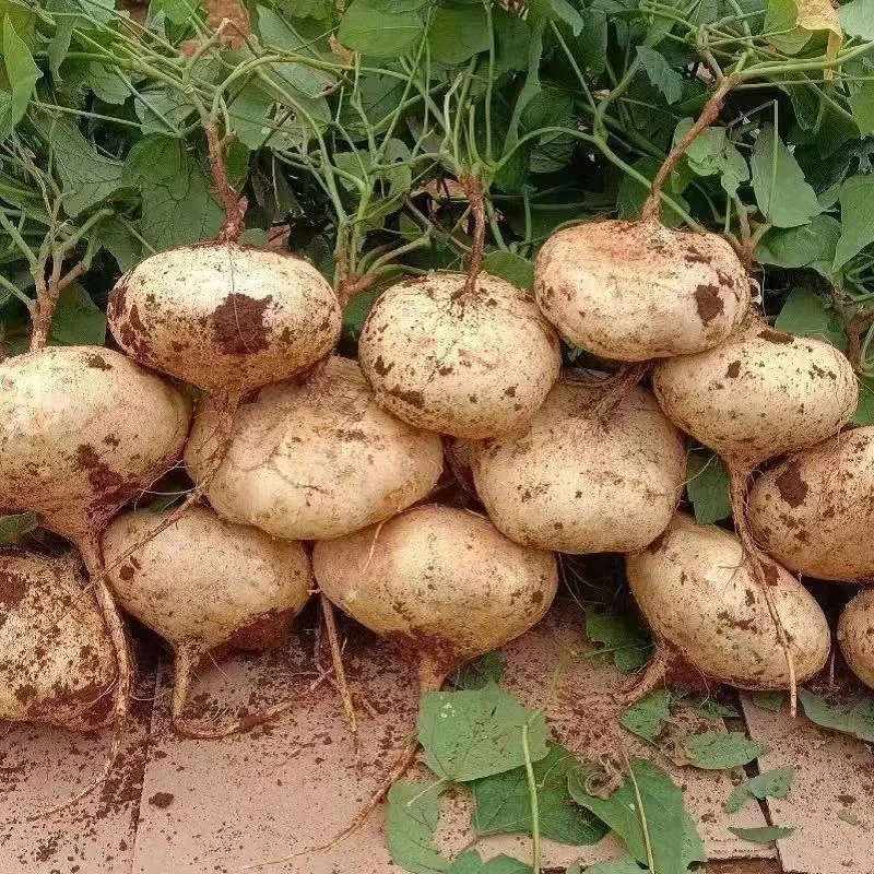 贵州镇宁老品种新鲜沙土地凉薯清甜似水果适合孕妇的低糖水果