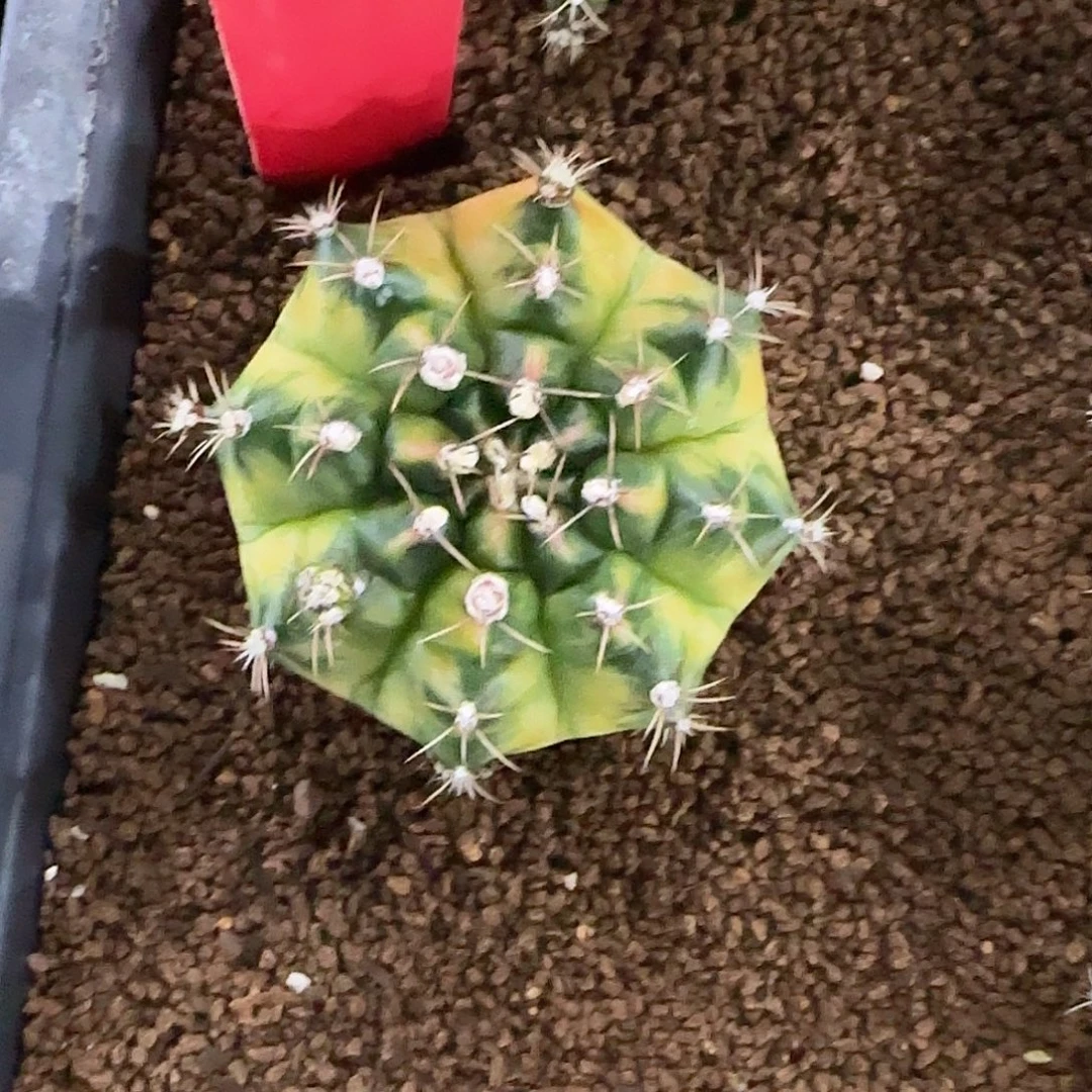 L521-1221泰国发货 五花马