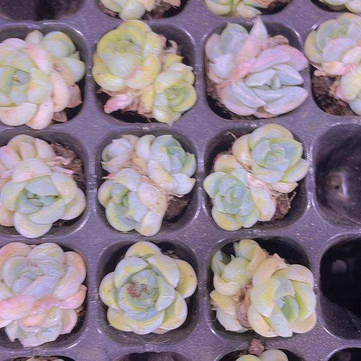 精品胖虎多肉植物