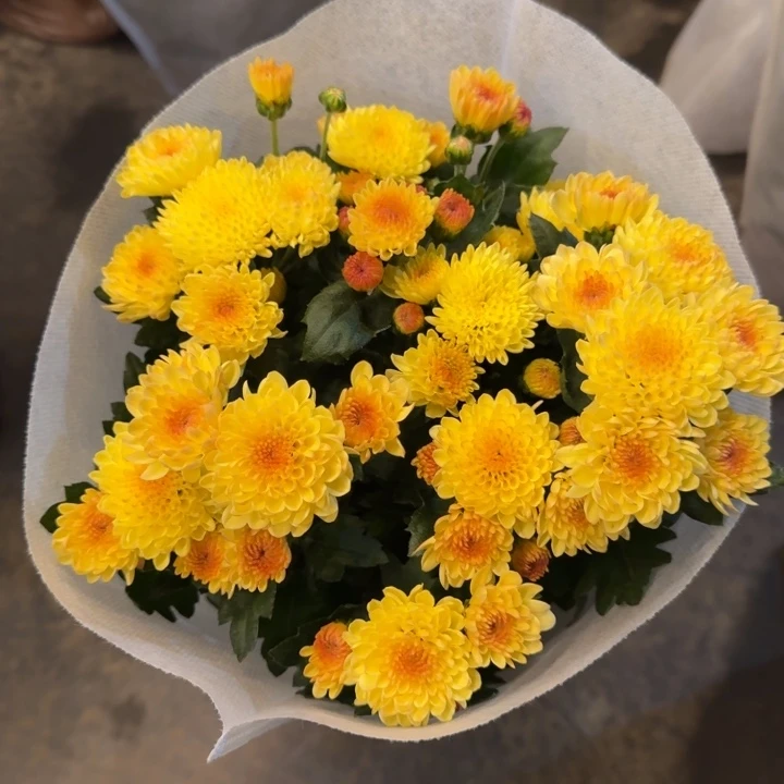 小雏菊宝莲灯蛋挞