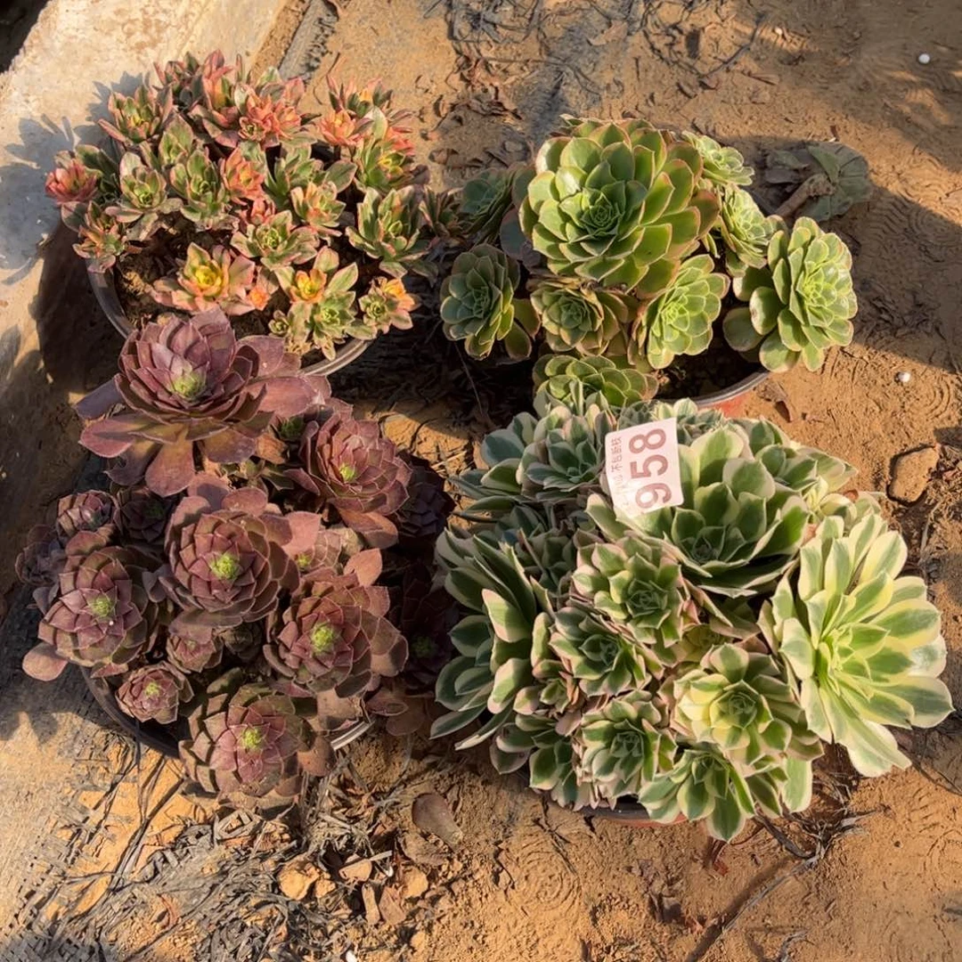 套餐四颗958不包断枝