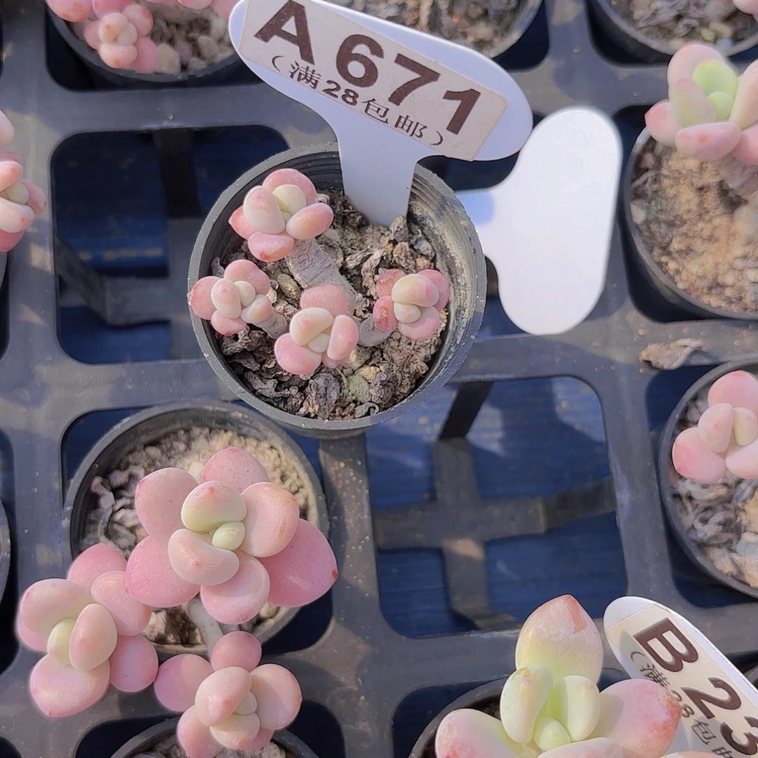 A671洛神一物语拍