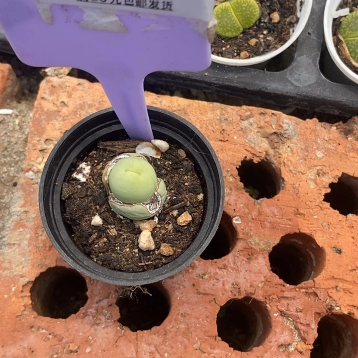 动***巴生石花等植物865