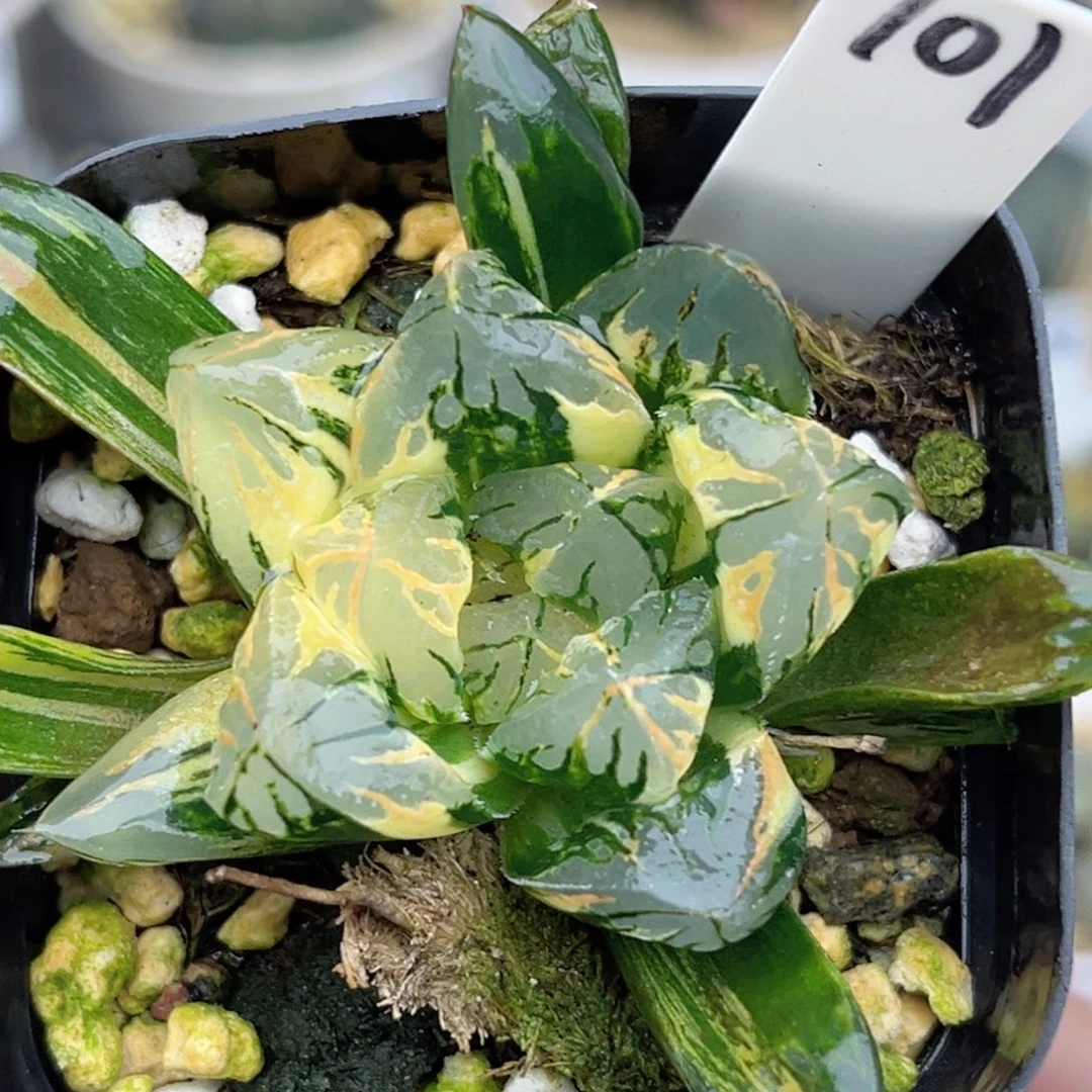 101极上斑花水晶玉露锦福利专场