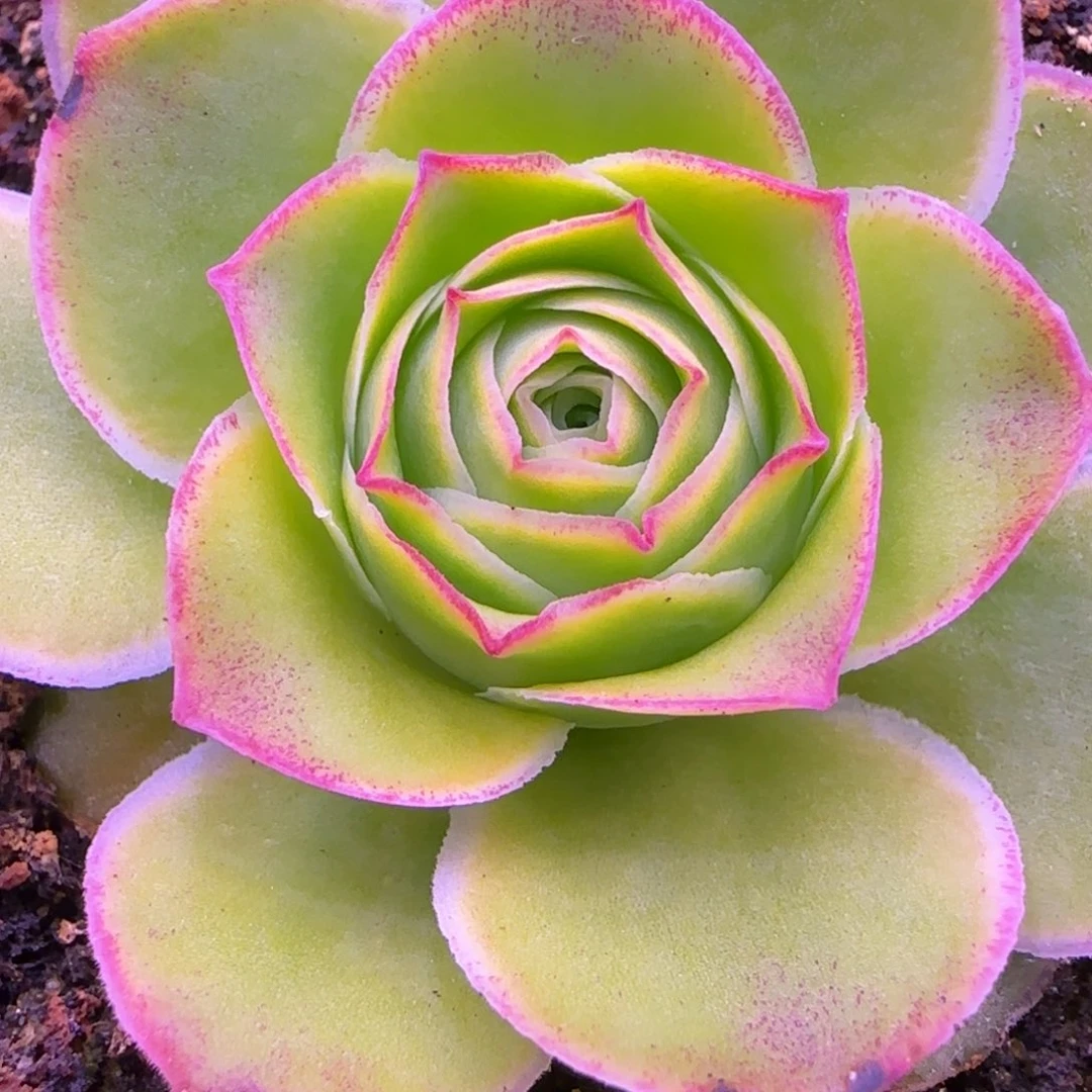 粉钻玫瑰4.5厘米4442424242