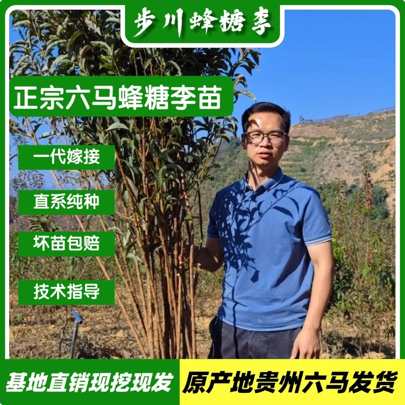 【步川蜂糖李】贵州六马正宗蜂糖李苗一代嫁接苗土栽盆栽李子树苗