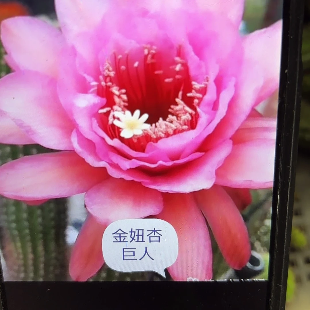 杏巨人金妞侧牙20包邮仙人球25