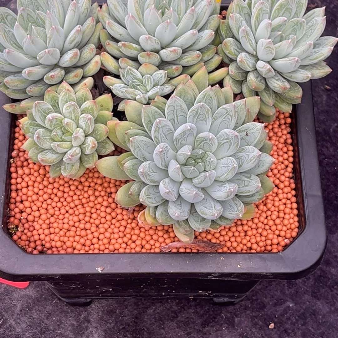 卫***贝62005号早上多肉植物群生多肉