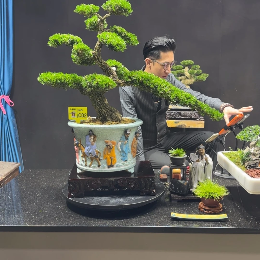 以实际为准黄杨室内室外盆景艺术