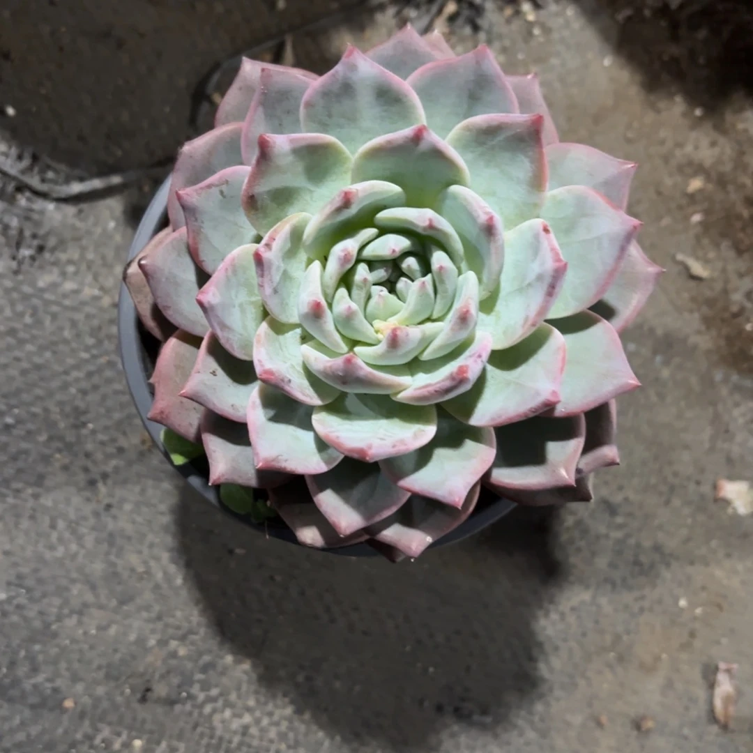 粉蓝鸟新疆包邮11cm新疆包邮