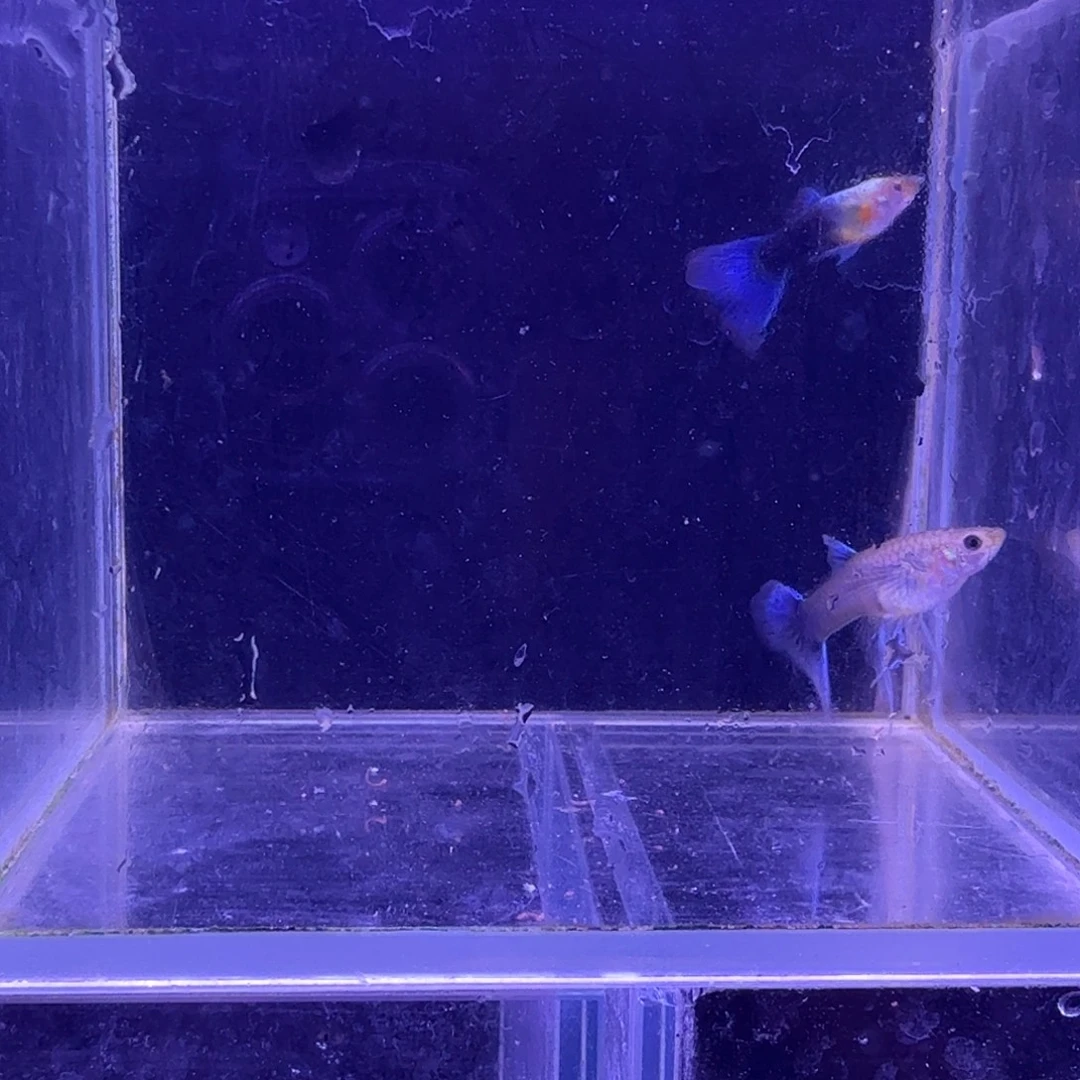 孔雀鱼蓝白缎带1对