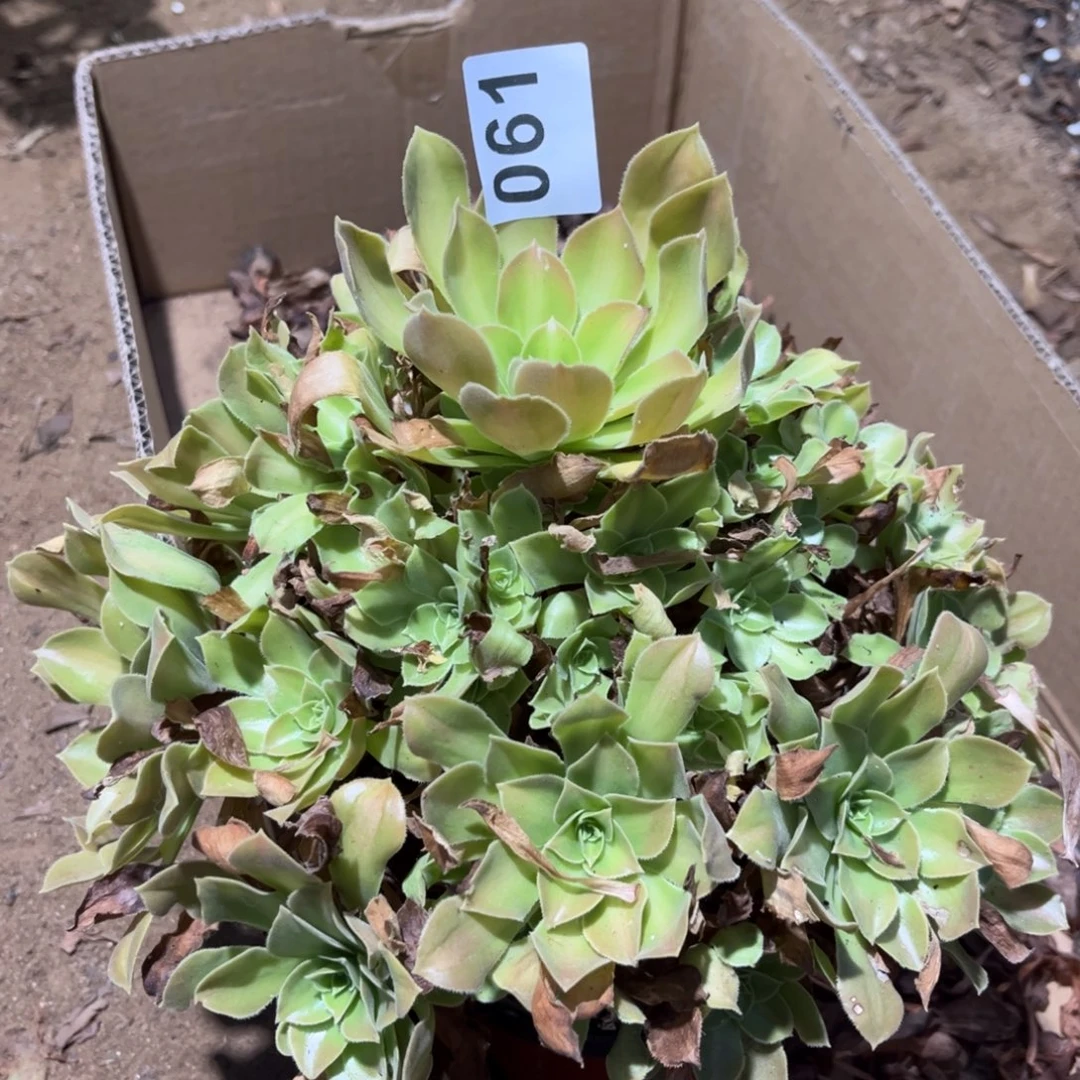 火焰山多肉法师061号