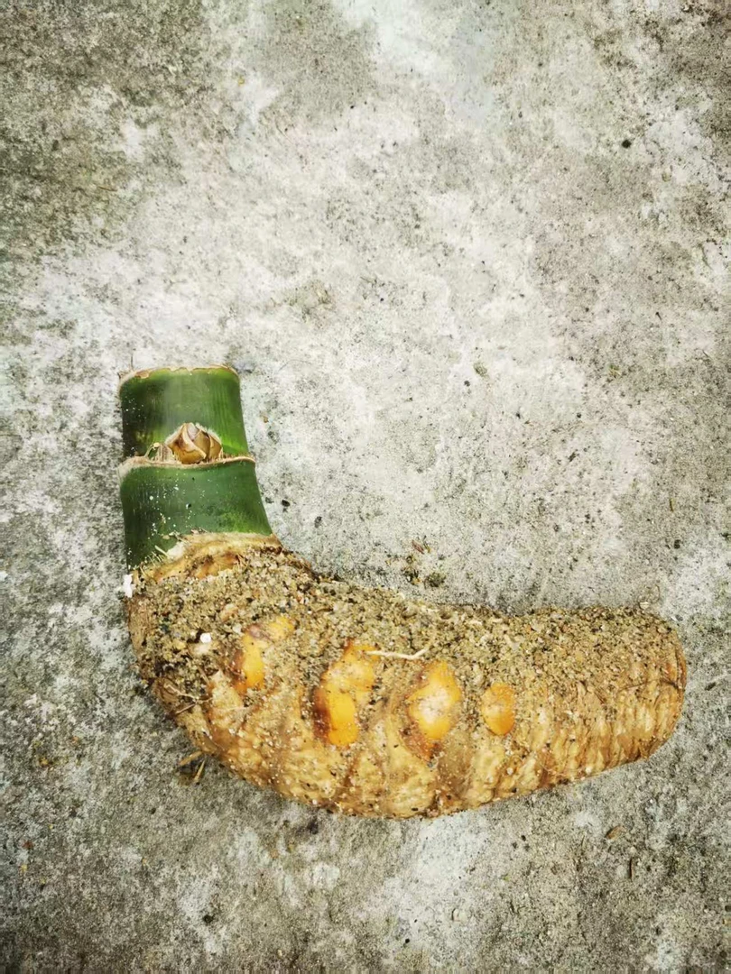 正宗华南小叶簕竹根苗室内外盆栽禅意竹子生桩