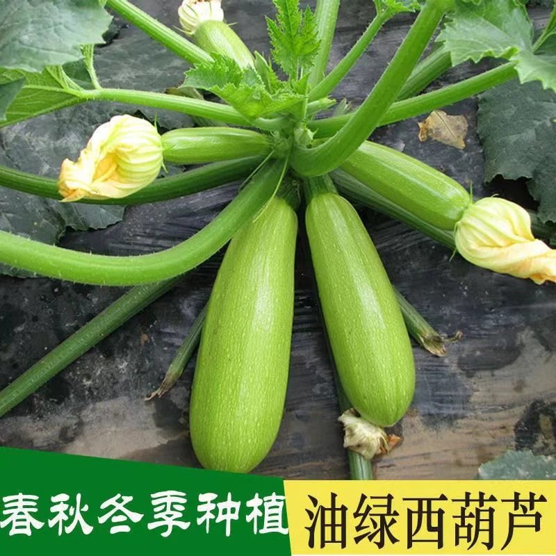 【全场满8包包邮】西葫芦种子