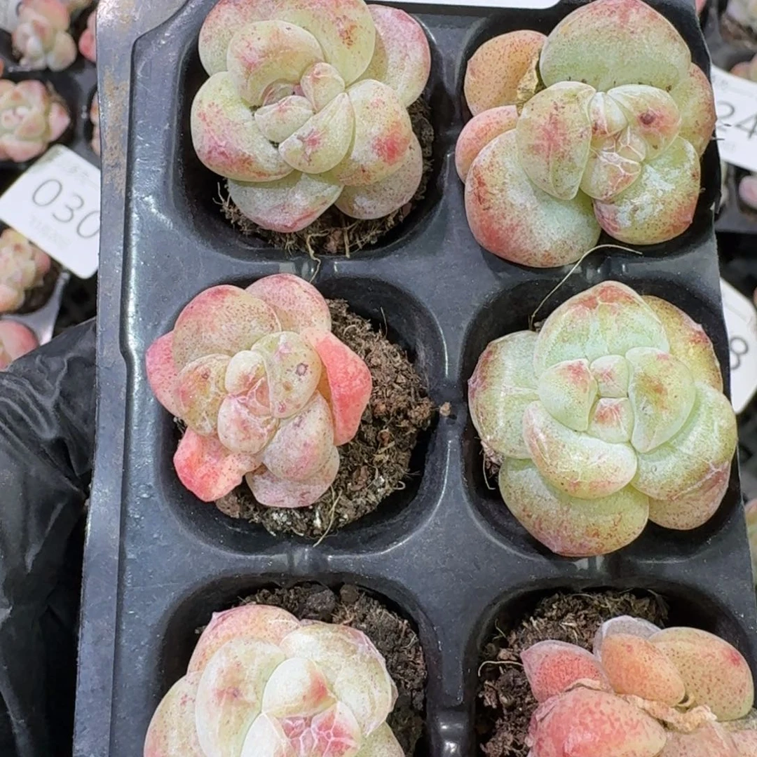 人***732 号到手1框江北多肉