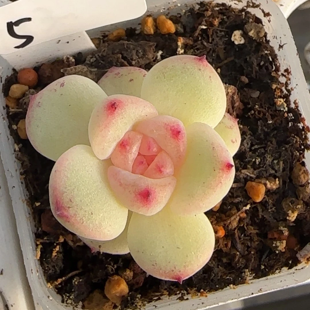 5开播福利甜心193