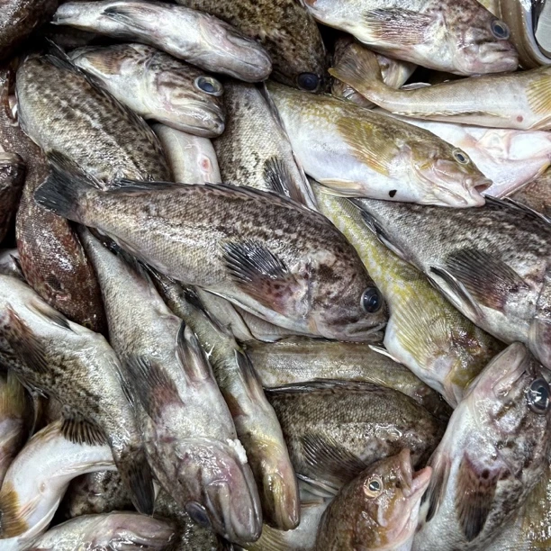 大连野生杂鱼 黑黄鱼各种鱼5斤速冻发货 顺丰包邮