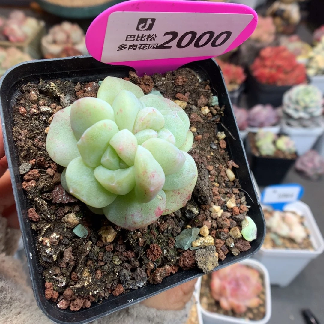 2000双心冰玉石化多肉