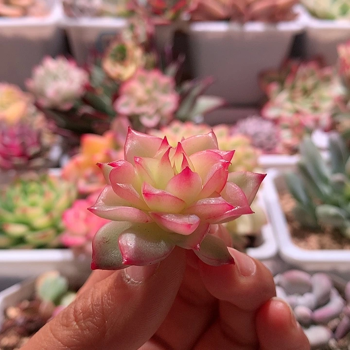 弗罗瑞安娜叶心有点全