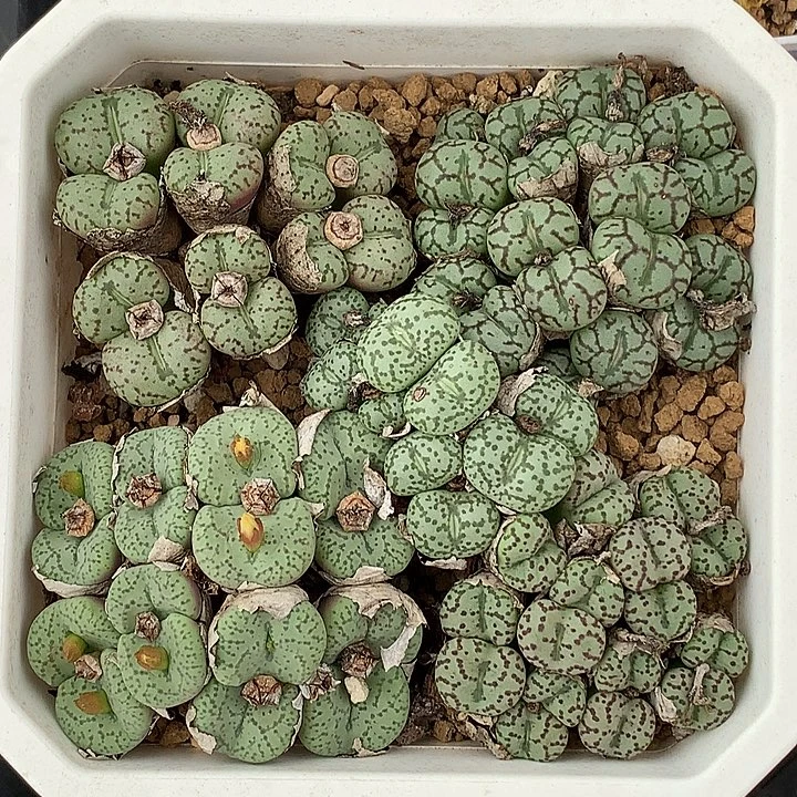 精品多肉植物精品多肉