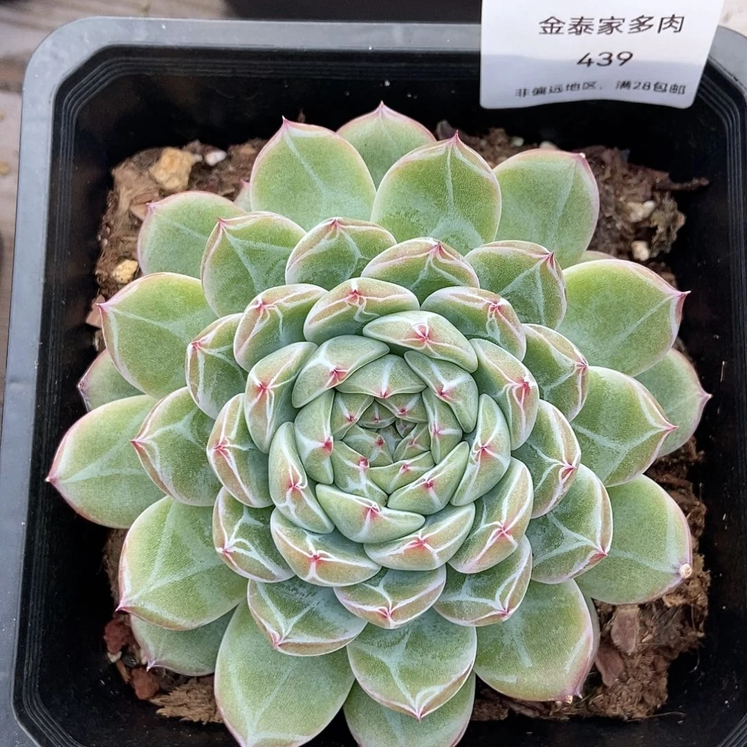 金泰家多肉，母本雪花珍妮