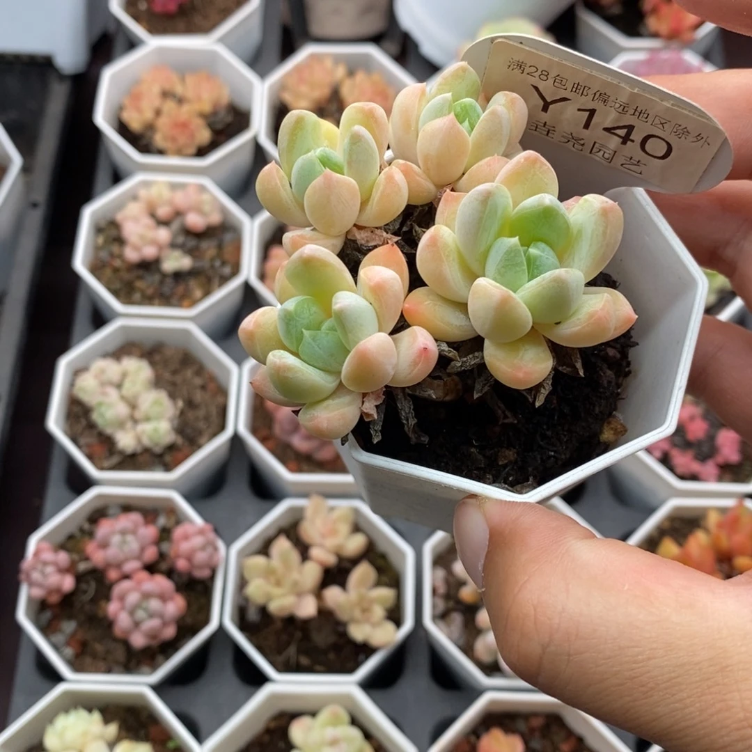 0140 幻境群 6cm