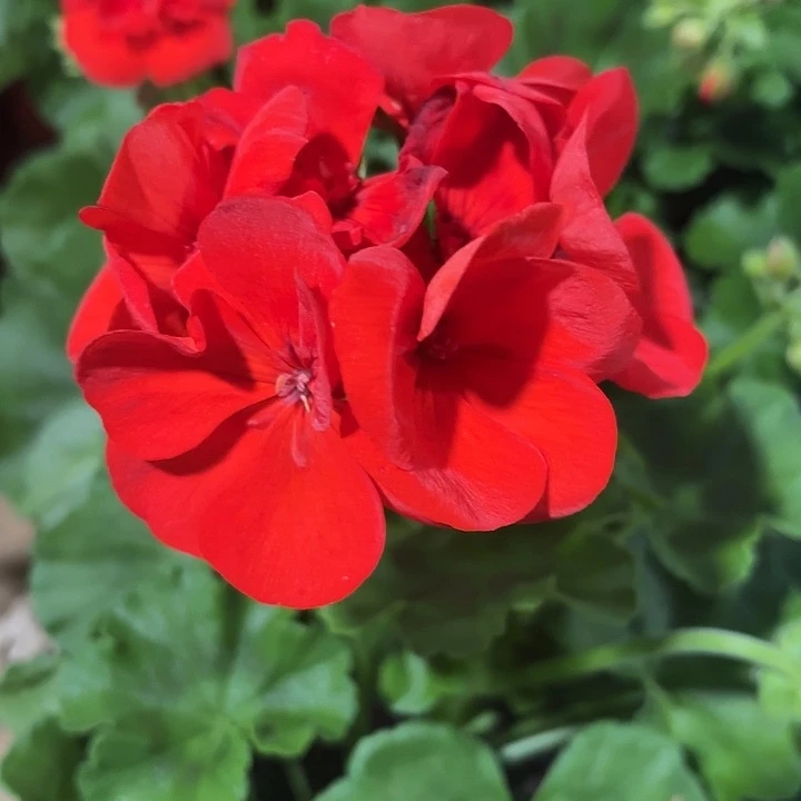 全部花苞红丝绒天竺葵