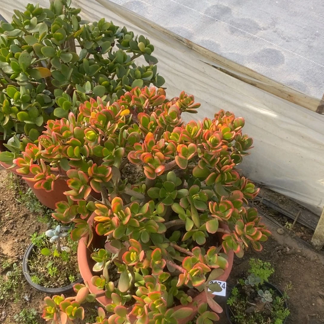 3174玉树整桩一物一拍