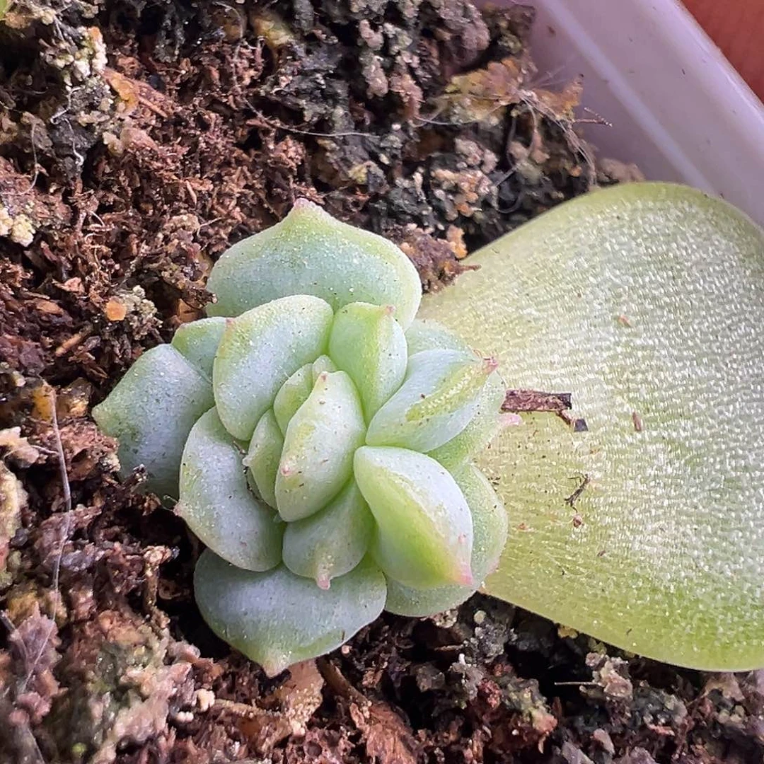 蜗牛大叔帝王绿 疑似缀