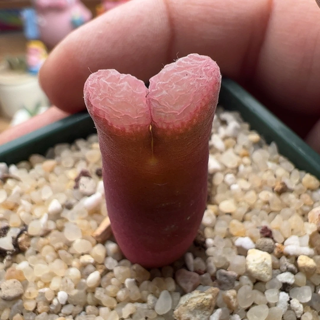 34。青蛙优选四年SE帕法德