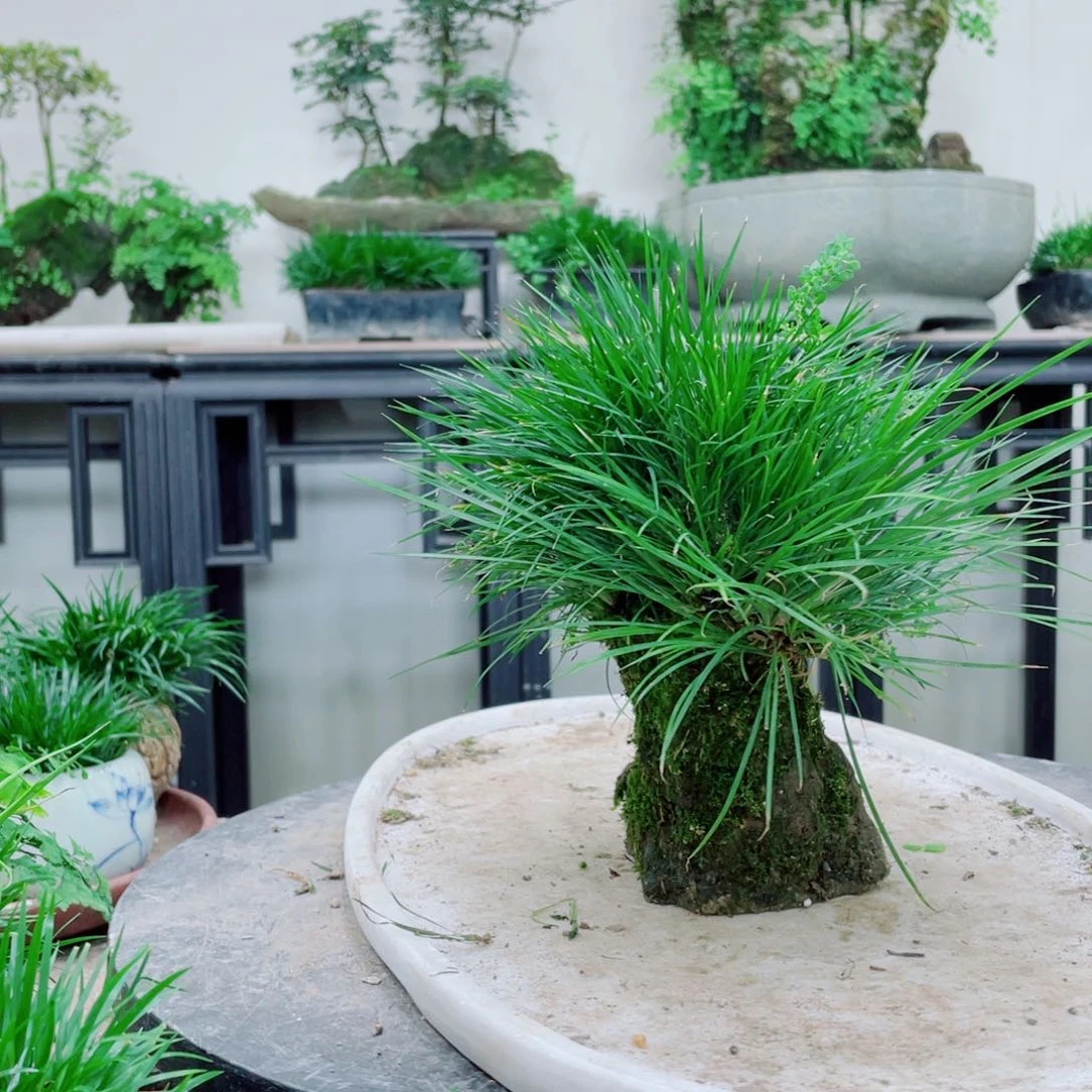 无铅玻璃舵****)铁线蕨铁线蕨铁线蕨