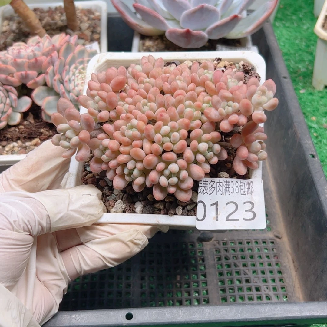 多肉一物一拍植物0123