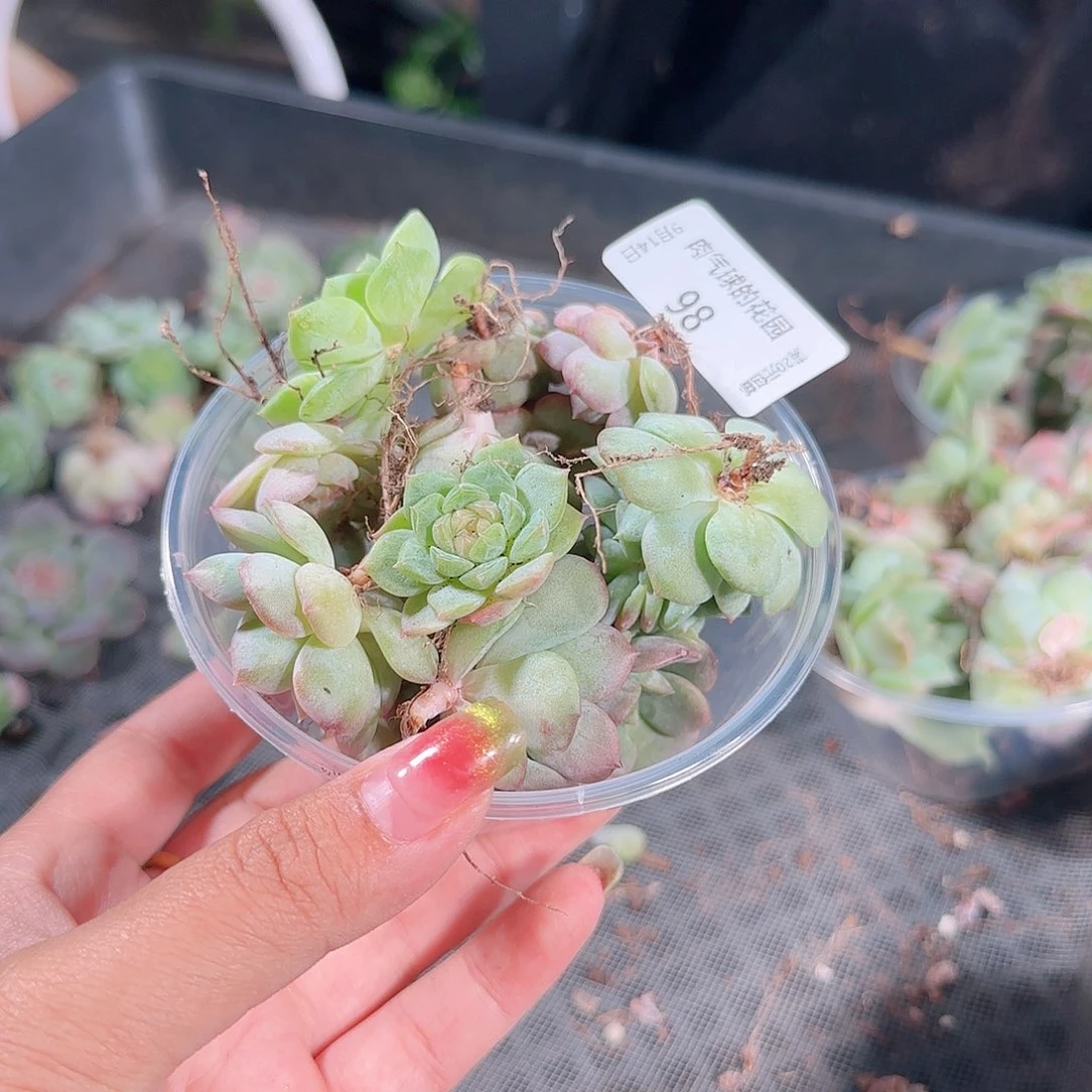 0914---98糖心珍妮