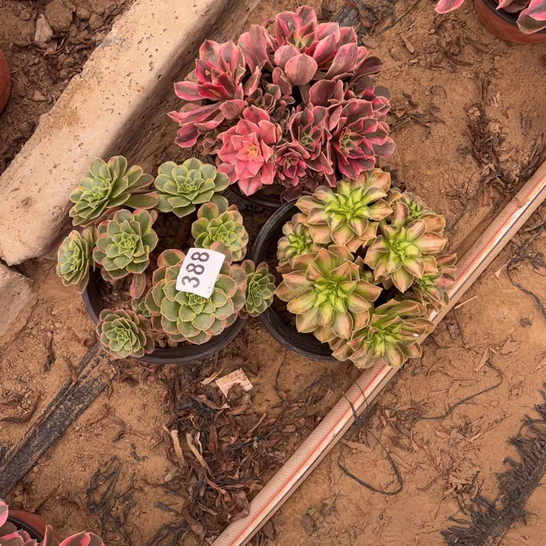 三颗法师388不包断枝