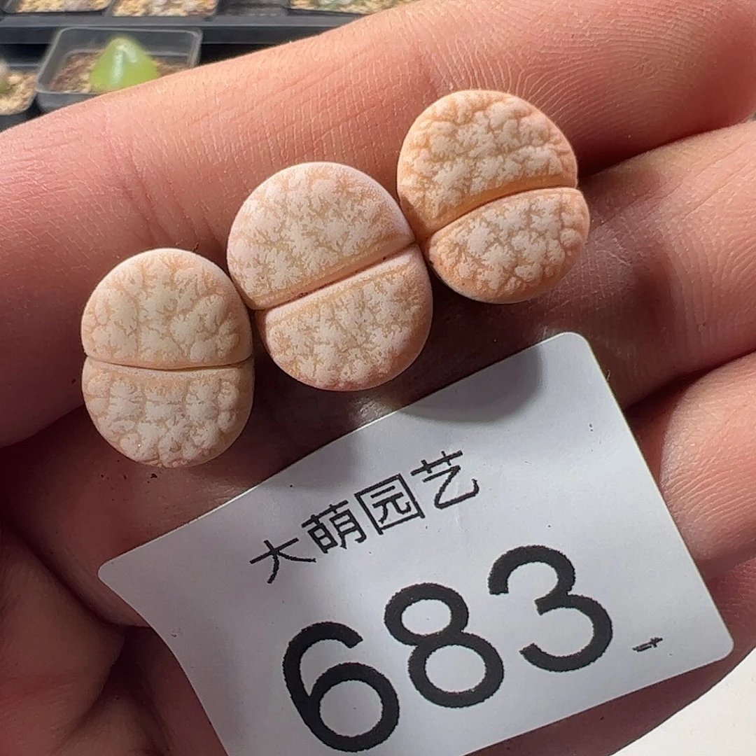 一物一拍脱土发。 683