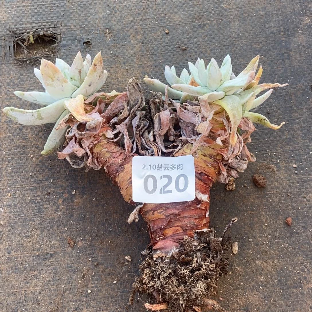 020拇指多肉植物啦啦啦啦