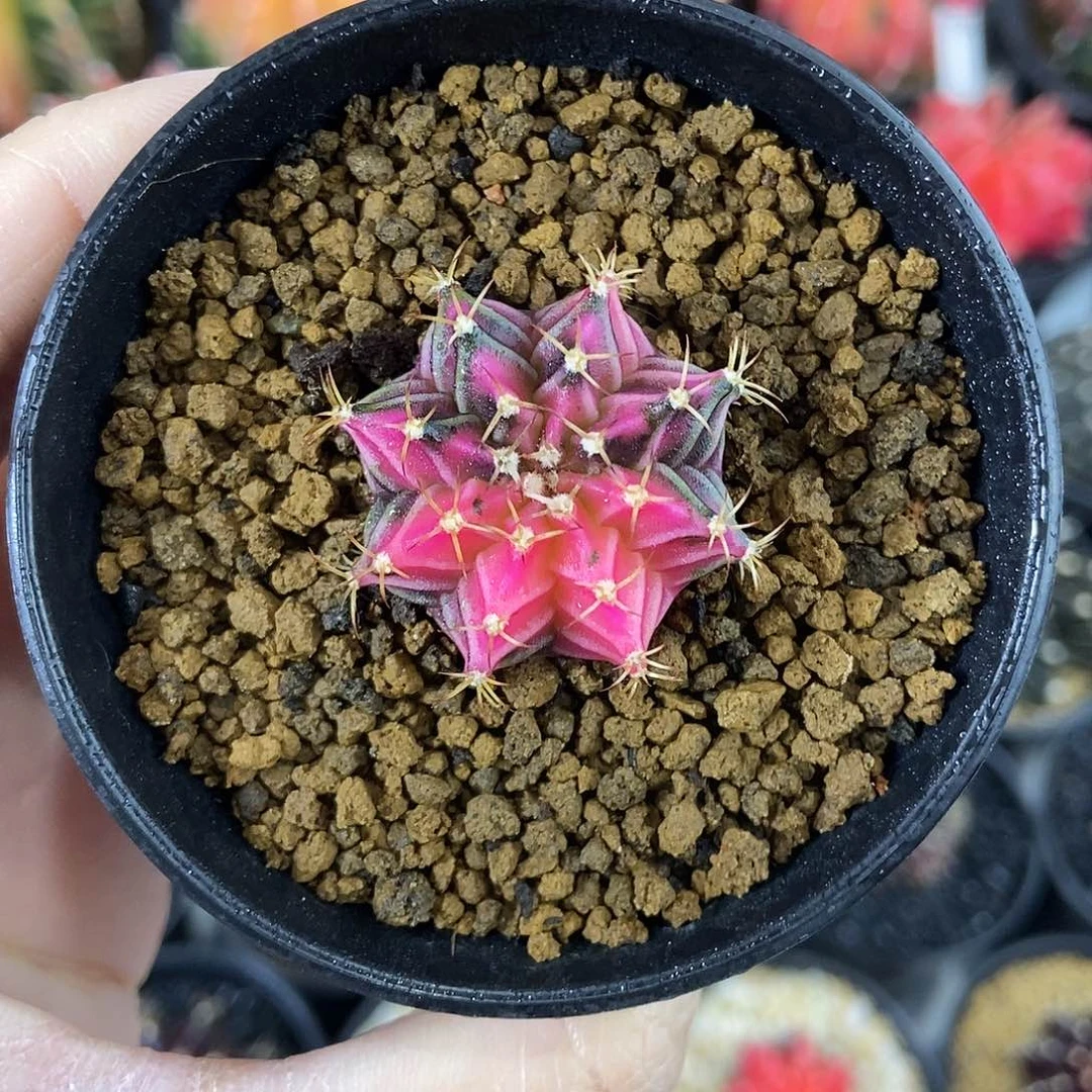 粉肋骨锦实生仙人球