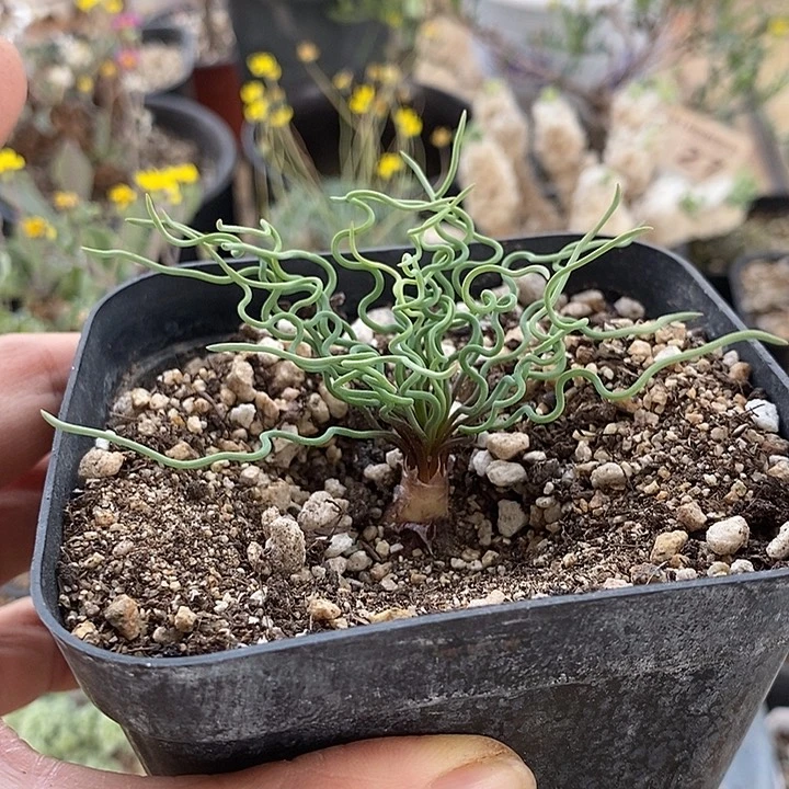 523方便面弹簧草一一一一带盆一一