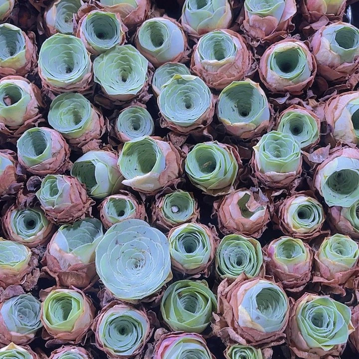 精品酒杯玫瑰多肉植物