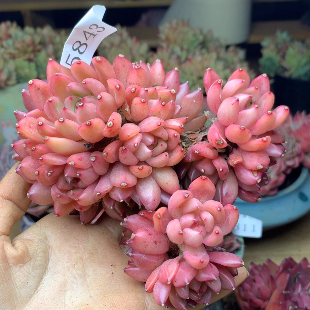 5843杂交精品基地12厘米