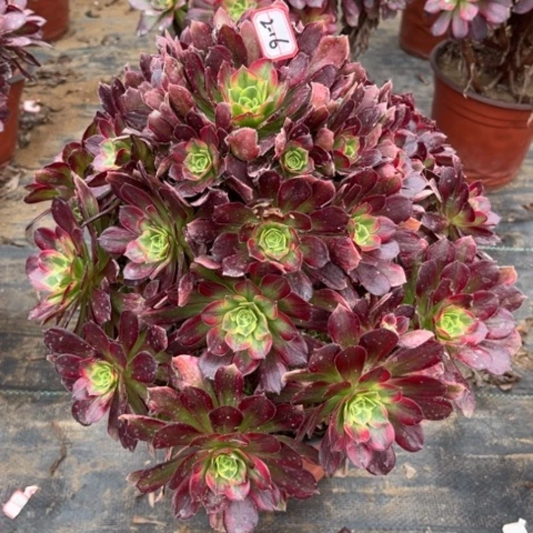 2-16安娜多肉植物